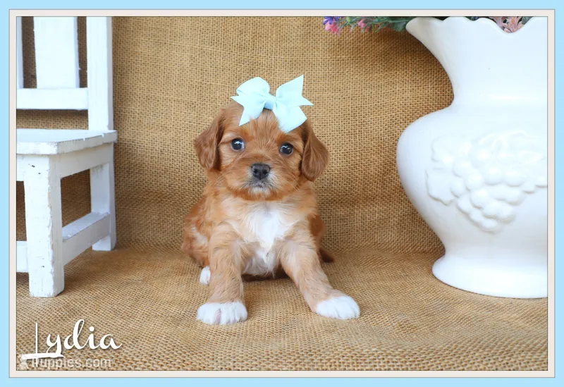 Lydia – Cavapoo puppy for sale in Conway, AR
