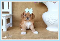 Lydia, a female Cavapoo for sale in Conway, AR – 1 of 4