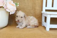 Gabe, a male Poodle - Toy  for sale in Conway, AR – Photo 3 of 6