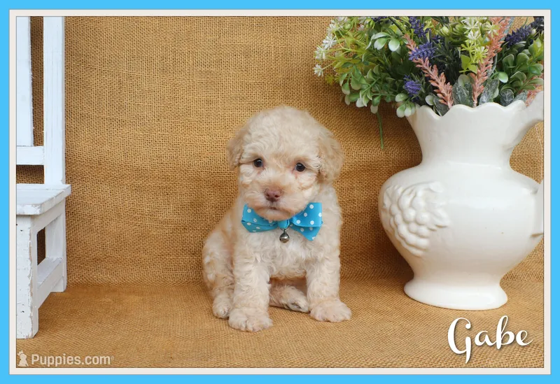 Gabe – Poodle - Toy  puppy for sale in Conway, AR