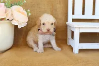Gabe, a male Poodle - Toy  for sale in Conway, AR – Photo 6 of 6