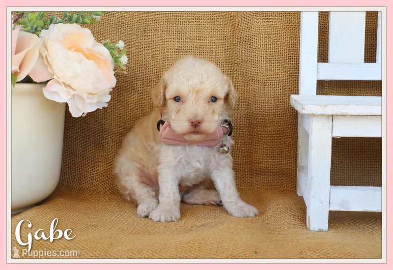 Gabe – Poodle - Toy  puppy for sale in Conway, AR