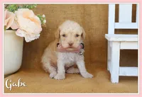 Gabe, a male Poodle - Toy  for sale in Conway, AR – Photo 1 of 6