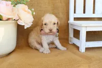 Gabe, a male Poodle - Toy  for sale in Conway, AR – Photo 2 of 6