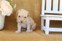 Gabe, a male Poodle - Toy  for sale in Conway, AR – Photo 5 of 6