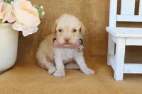 Gabe, a male Poodle - Toy  for sale in Conway, AR – Photo 4 of 6