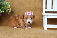 Hannah, a female Havanese for sale in Conway, AR – 5 of 6