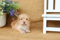 Hayes, a male Havanese for sale in Conway, AR – 3 of 5