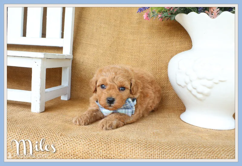 Miles – Maltipoo puppy for sale in Conway, AR