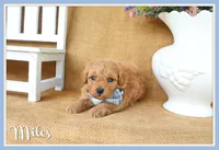 Miles, a male Maltipoo for sale in Conway, AR – 1 of 4