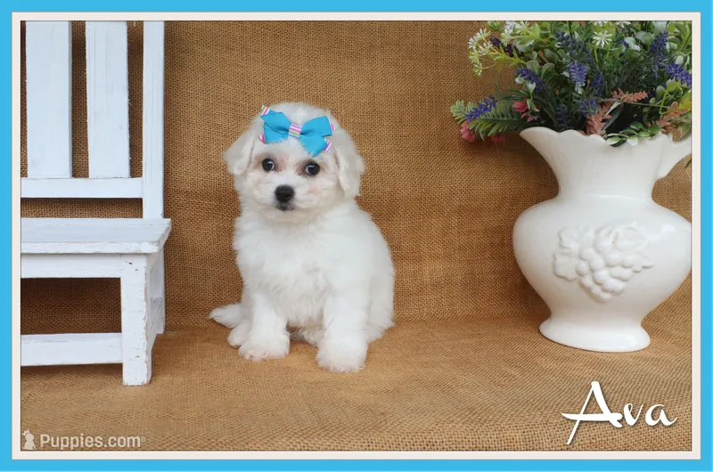 Ava – Bichon Frise puppy for sale in Conway, AR