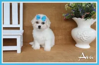 Ava, a female Bichon Frise for sale in Conway, AR – 1 of 6
