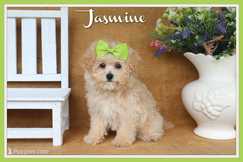 Jasmine – Poochon puppy for sale in Conway, AR