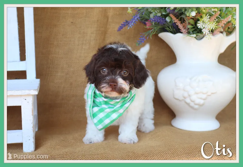 Otis – Cavapoo puppy for sale in Conway, AR