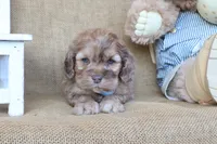 Crew, a male Cockapoo for sale in Conway, AR – 3 of 4