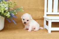 Bella, a female Bichon Frise for sale in Conway, AR – 4 of 8