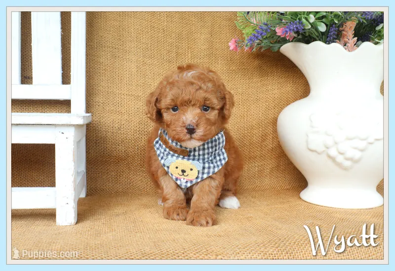 Wyatt – Poodle - Toy  puppy for sale in Conway, AR