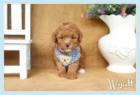 Wyatt, a male Poodle - Toy  for sale in Conway, AR – 1 of 5