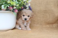 Jude, a male Poochon for sale in Conway, AR – 5 of 5