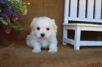 Maddox, a male Maltese for sale in Conway, AR – 3 of 6