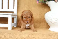 Franklin, a male Poodle - Toy  for sale in Conway, AR – 2 of 5