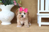 Callie, a female Havapoo for sale in Conway, AR – 3 of 4