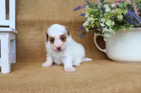 Franklin, a male Maltipoo for sale in Conway, AR – Photo 5 of 5