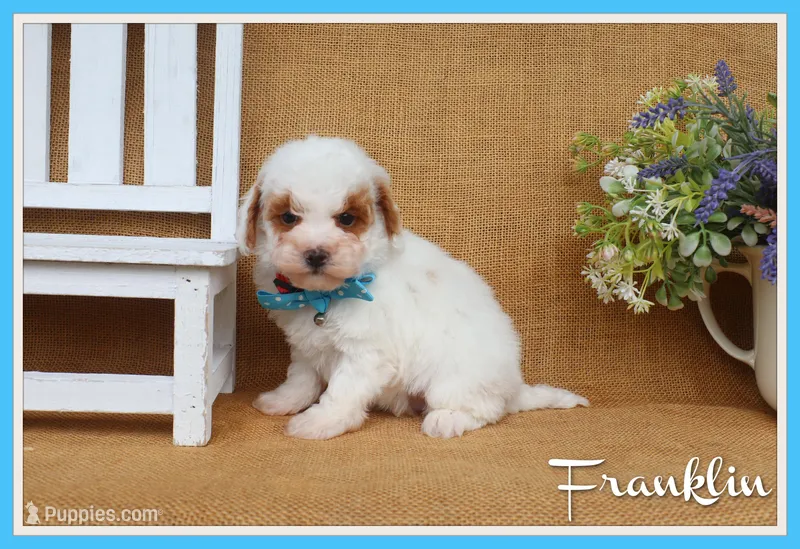 Franklin – Maltipoo puppy for sale in Conway, AR