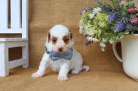 Franklin, a male Maltipoo for sale in Conway, AR – Photo 4 of 5