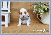 Franklin, a male Maltipoo for sale in Conway, AR – Photo 1 of 5