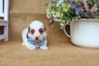Franklin, a male Maltipoo for sale in Conway, AR – Photo 2 of 5