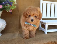 Miles, a male Maltipoo for sale in Conway, AR – 6 of 9