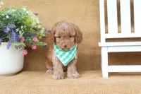 Rowan, a male Cavapoo for sale in Conway, AR – 4 of 5