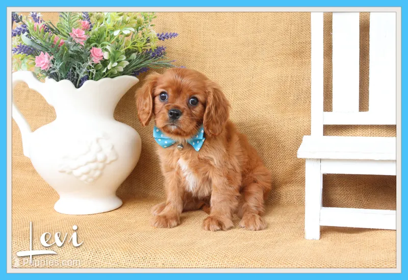 Levi – Cavalier King Charles Spaniel puppy for sale in Conway, AR