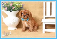 Levi, a male Cavalier King Charles Spaniel for sale in Conway, AR – 1 of 6