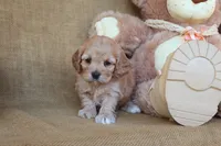 Claire, a female Cockapoo for sale in Conway, AR – 2 of 5