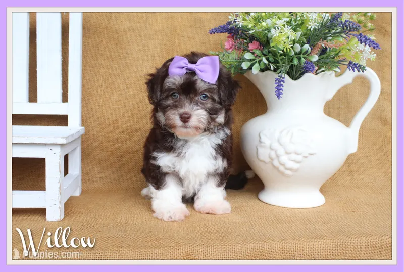 Willow – Havanese puppy for sale in Conway, AR