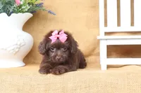 Lily, a female Yorkipoo for sale in Conway, AR – 3 of 5