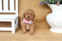 Felix, a male Poodle - Toy  for sale in Conway, AR – 4 of 6