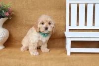 Camille, a female Cockapoo for sale in Conway, AR – 3 of 4