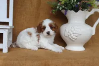 Blair, a female Cavapoo for sale in Conway, AR – 4 of 4