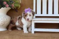Rory, a female Poodle - Toy  for sale in Conway, AR – 2 of 5