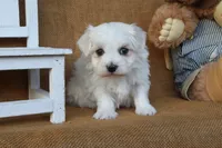 Micah, a male Maltese for sale in Conway, AR – 2 of 7