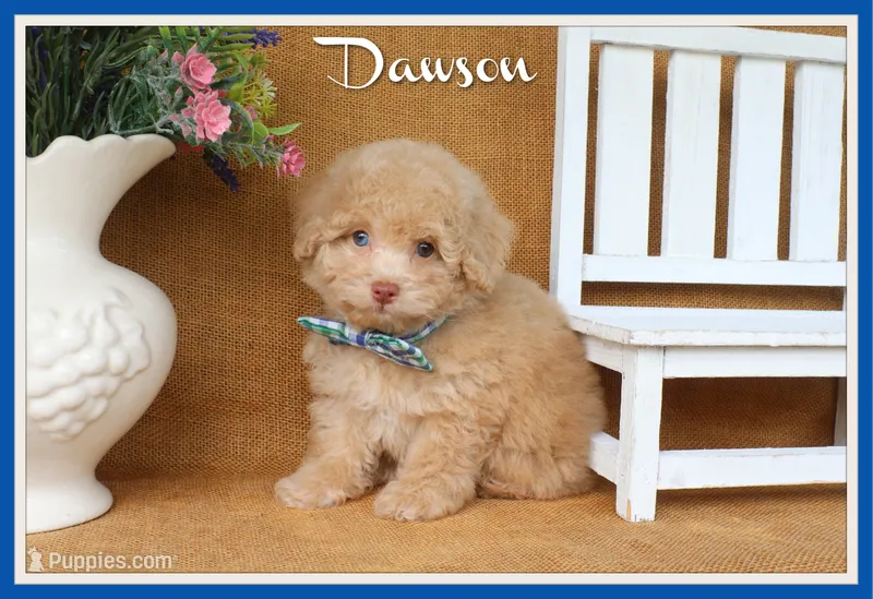 Dawson – Poodle - Toy  puppy for sale in Conway, AR