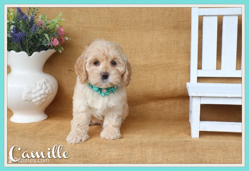 Camille – Cockapoo puppy for sale in Conway, AR
