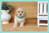 Camille, a female Cockapoo for sale in Conway, AR – 1 of 4