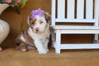 Rory, a female Poodle - Toy  for sale in Conway, AR – 5 of 5