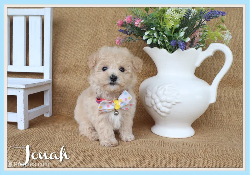 Jonah – Poochon puppy for sale in Conway, AR