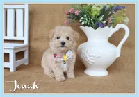 Jonah, a male Poochon for sale in Conway, AR – 1 of 5