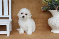 Ava, a female Bichon Frise for sale in Conway, AR – 6 of 6